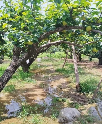 <strong>暑期“三下乡”社会实践（五十五）：走进砀山，感受田园</strong>