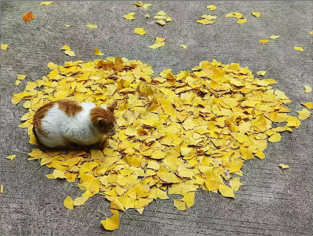 我言秋日，共感秋色——计算机学院线上展示秋日之美，见证创意之绽放